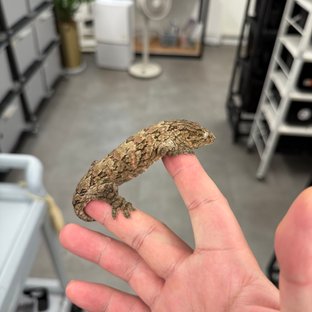 Brosse Tru color Leapin Leachies