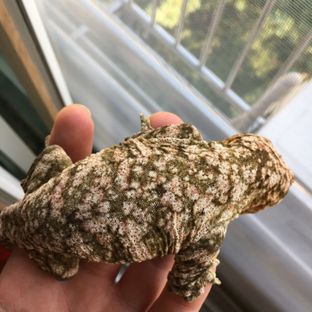 메인 브리더 스모킹핫