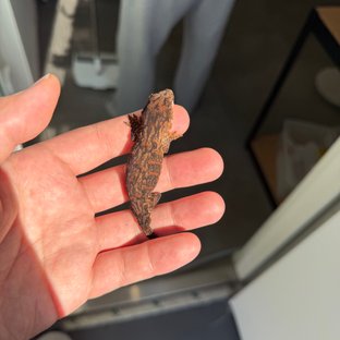 멜라니스틱 다스몰 리핀리치스