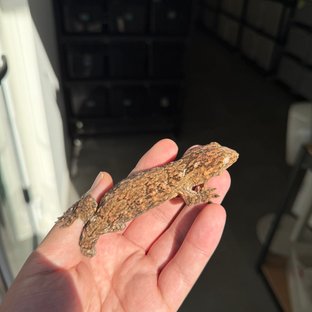 리핀리치스 브로쓰 트루 컬러