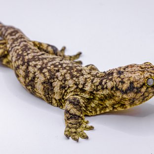 Leapin Leachies Brosse
