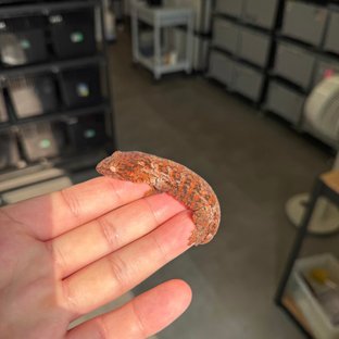 Tru color High color