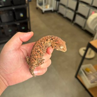 High color Lieberman