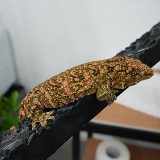 리핀리치스 브로쓰