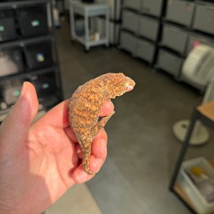 Tru color Leapin Leachies High color