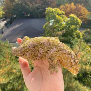 메인 브리더 이암