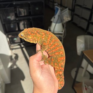 레드바 하이 컬러