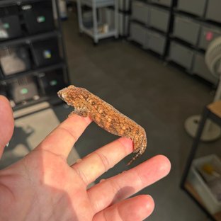 Tru color High color