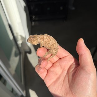 리핀리치스 브로쓰 트루 컬러