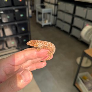 Tru color High color