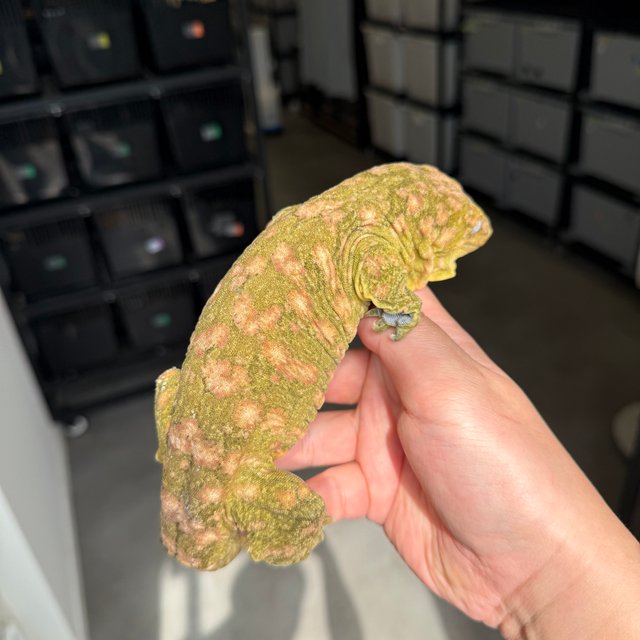 트루 컬러 하이 컬러