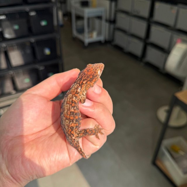 High color Tru color