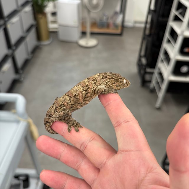 브로쓰 트루 컬러 리핀리치스