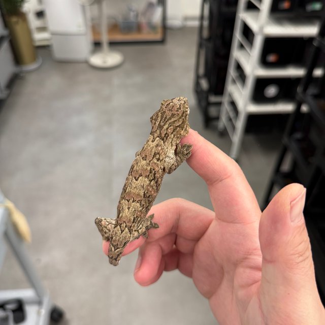 브로쓰 트루 컬러 리핀리치스