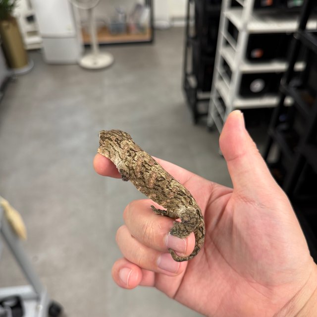 브로쓰 트루 컬러 리핀리치스