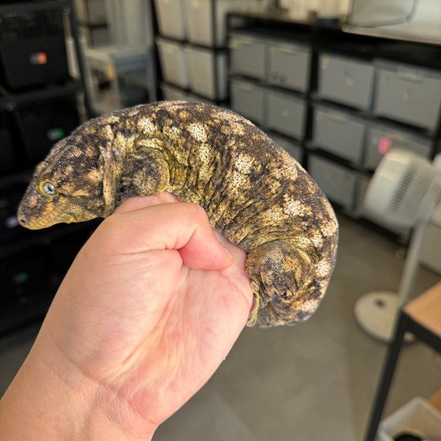 Lieberman High color