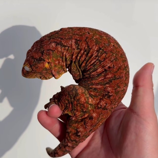 트루 컬러 하이 컬러