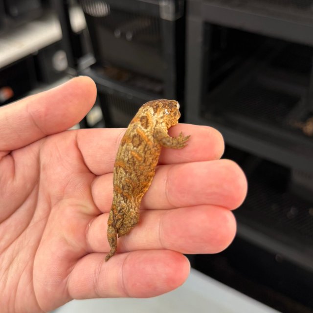 트루 컬러 하이 컬러 리핀리치스 브로쓰