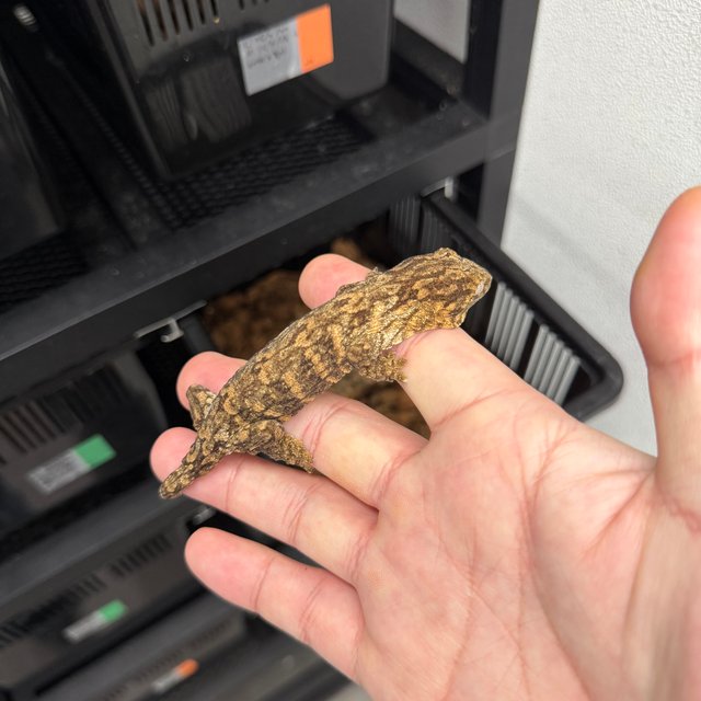 트루 컬러 하이 컬러 리핀리치스 브로쓰