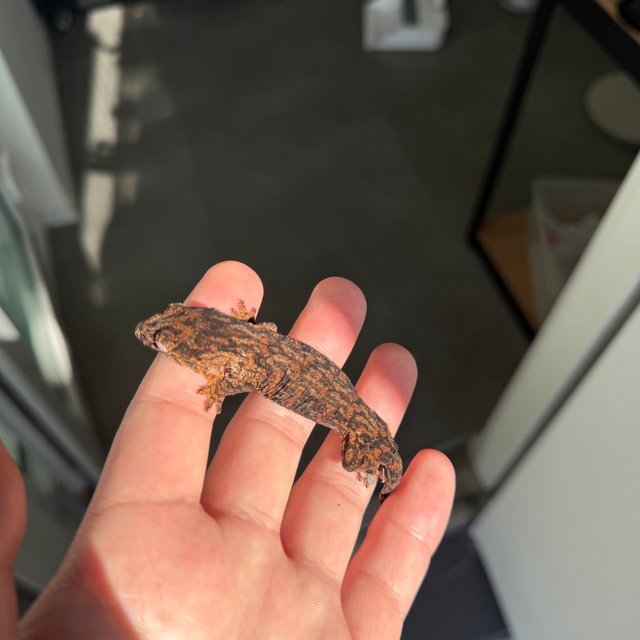 Melanistic Darth maul Leapin Leachies