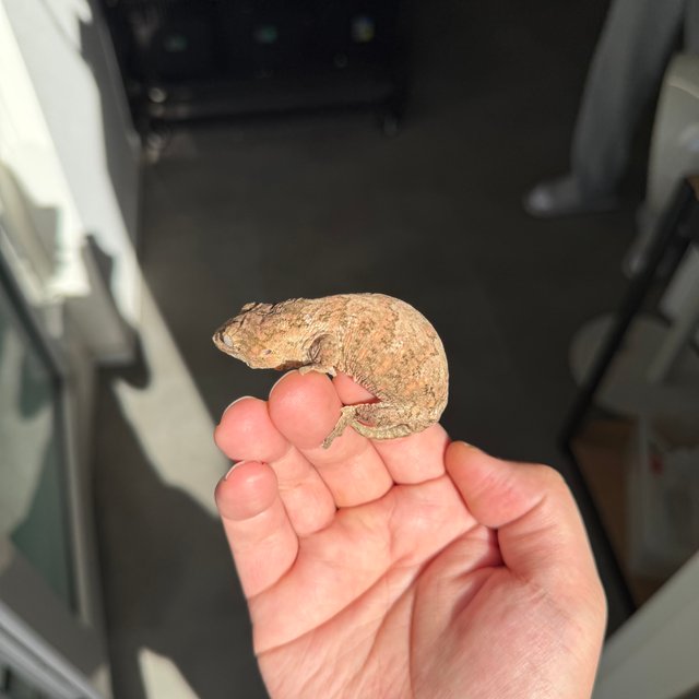 Brosse Tru color Leapin Leachies