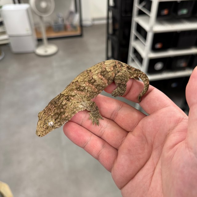 브로쓰 트루 컬러 리핀리치스