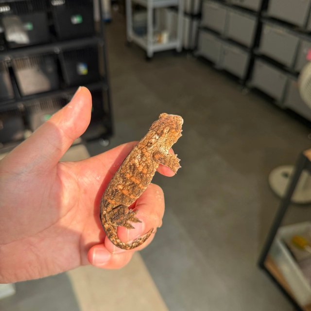 Tru color High color