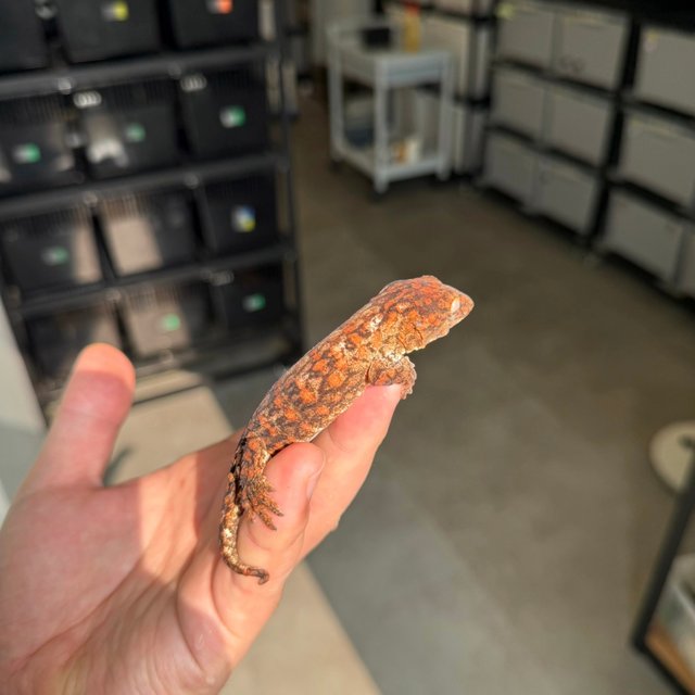 High color Tru color