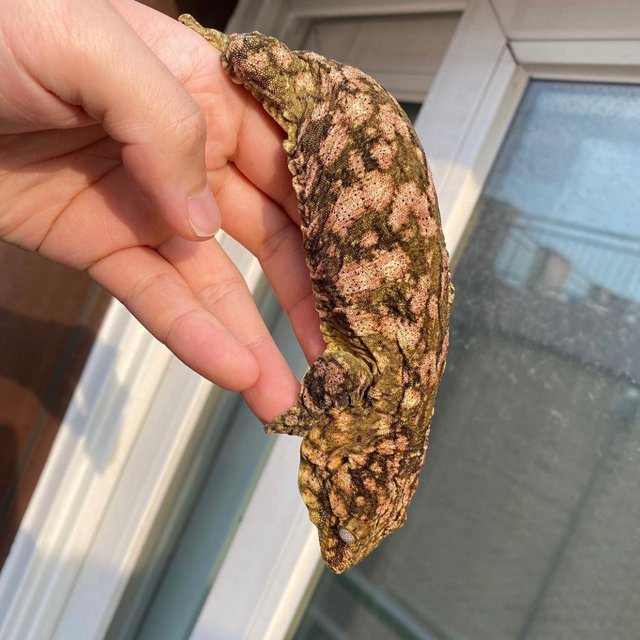 Lieberman High color