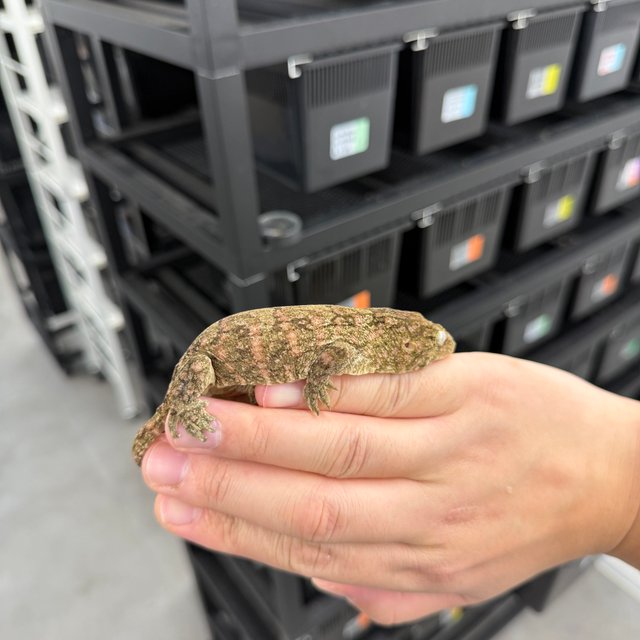 브로쓰 트루 컬러 리핀리치스