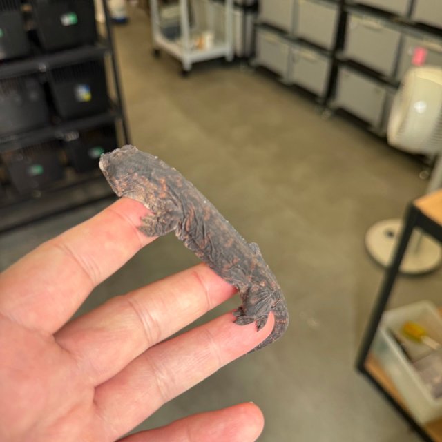 Melanistic Leapin Leachies Darth maul