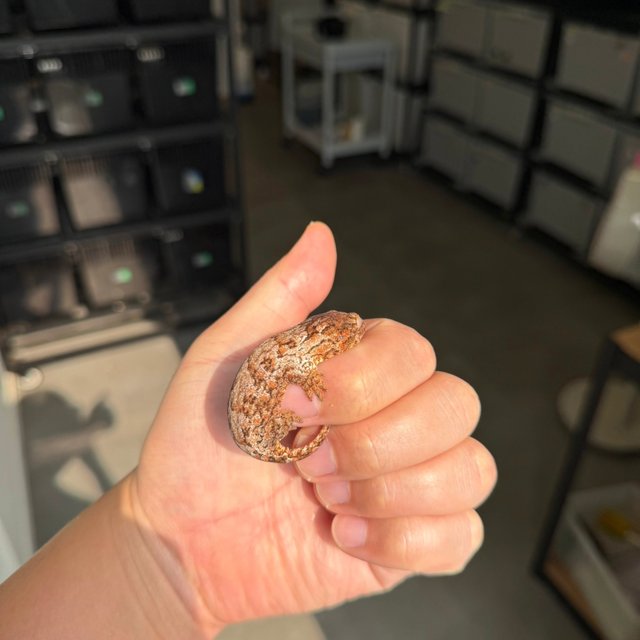 Tru color High color