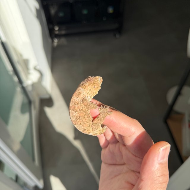 Brosse Tru color Leapin Leachies