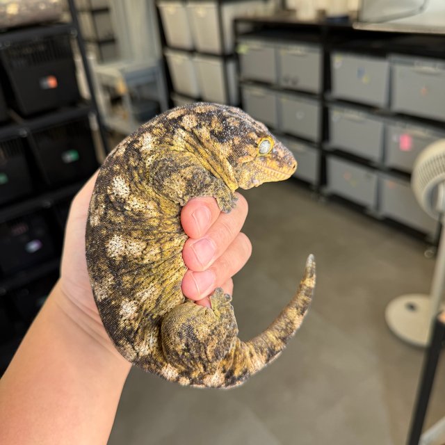 Lieberman High color