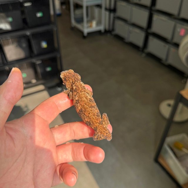 Tru color High color