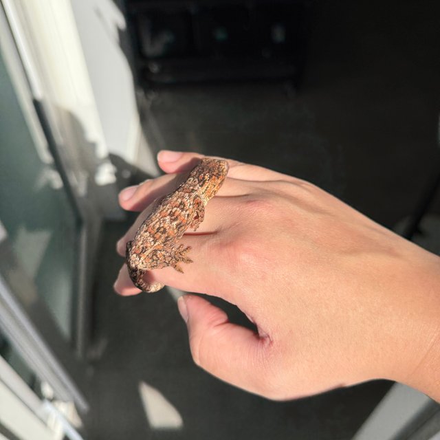 Lieberman Tru color High color