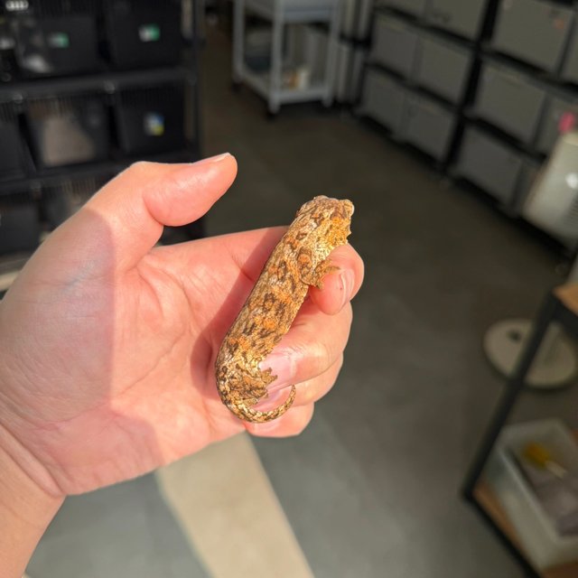 Tru color High color