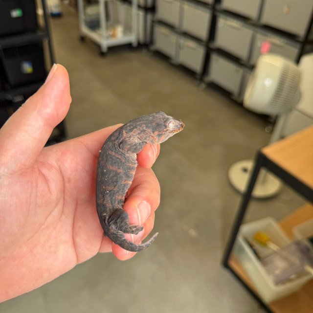 Melanistic Leapin Leachies Darth maul