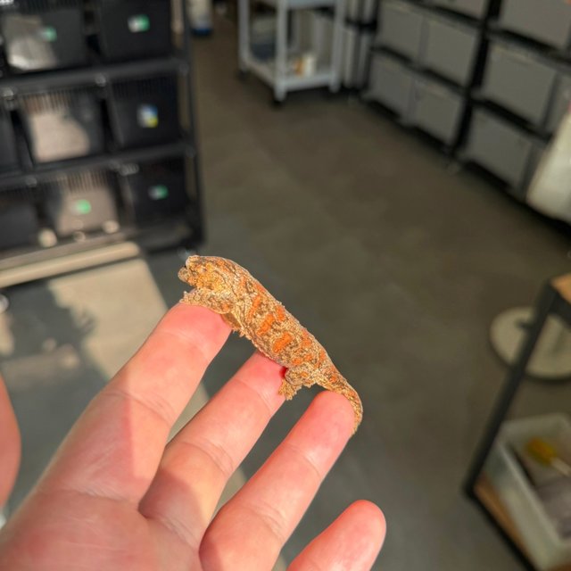 Tru color High color