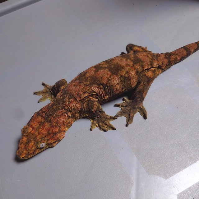 리버만 하이 컬러