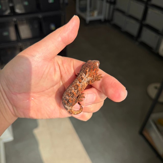 Tru color High color