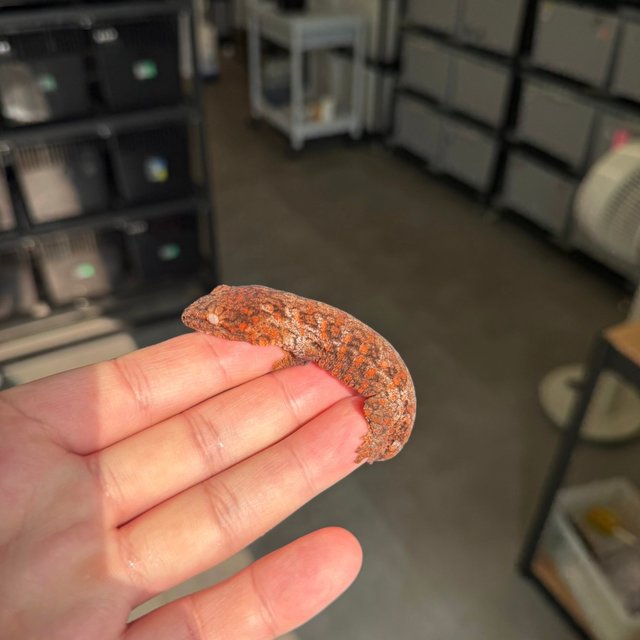 Tru color High color