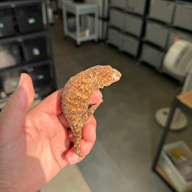 Tru color Leapin Leachies High color