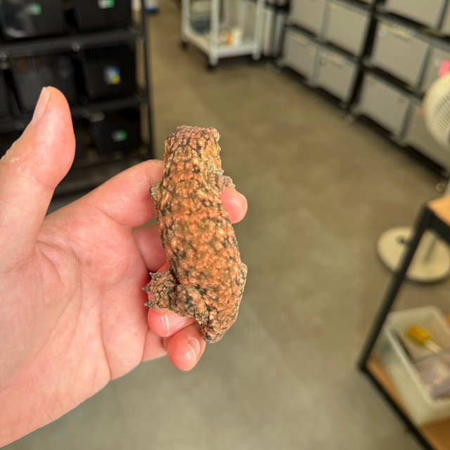 High color Lieberman