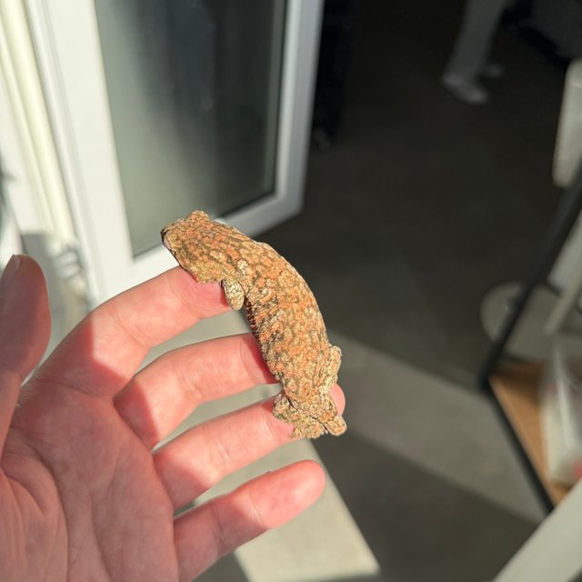 Lieberman High color Tru color