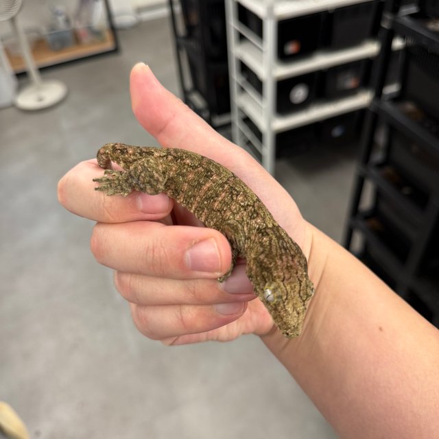 브로쓰 트루 컬러 리핀리치스