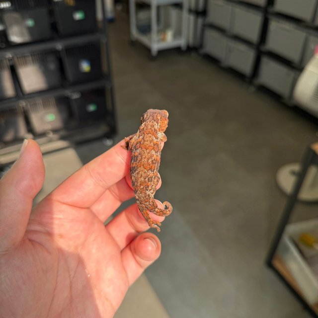 Tru color High color