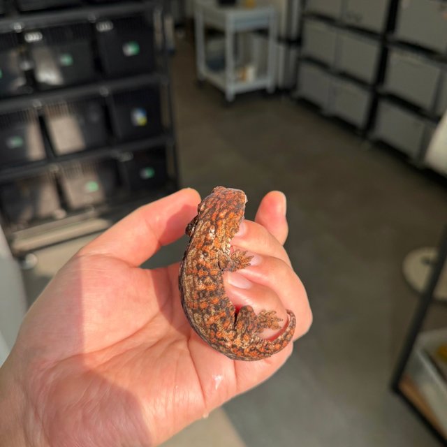 High color Tru color