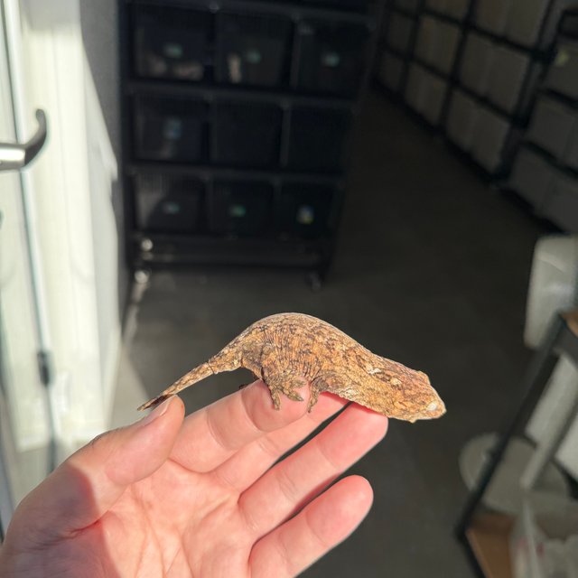 Brosse Tru color Leapin Leachies