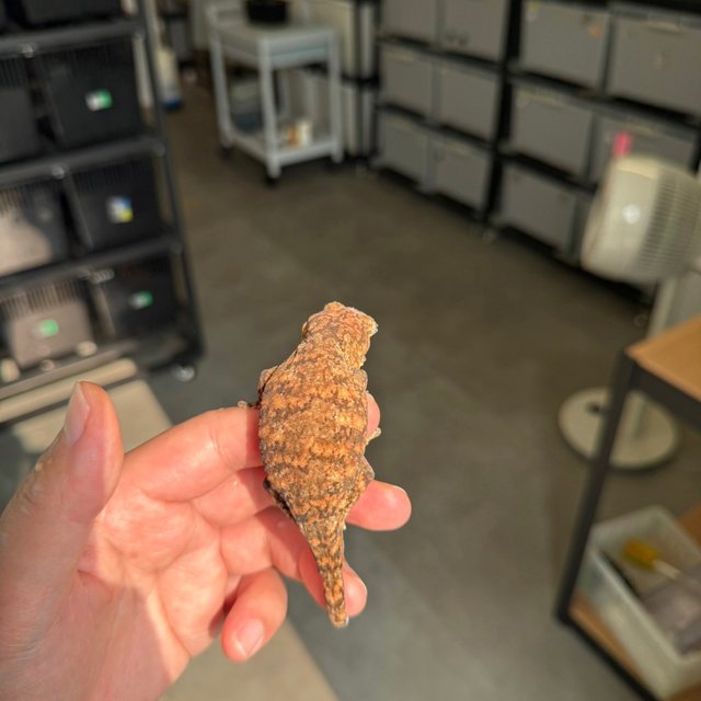 Tru color Leapin Leachies High color